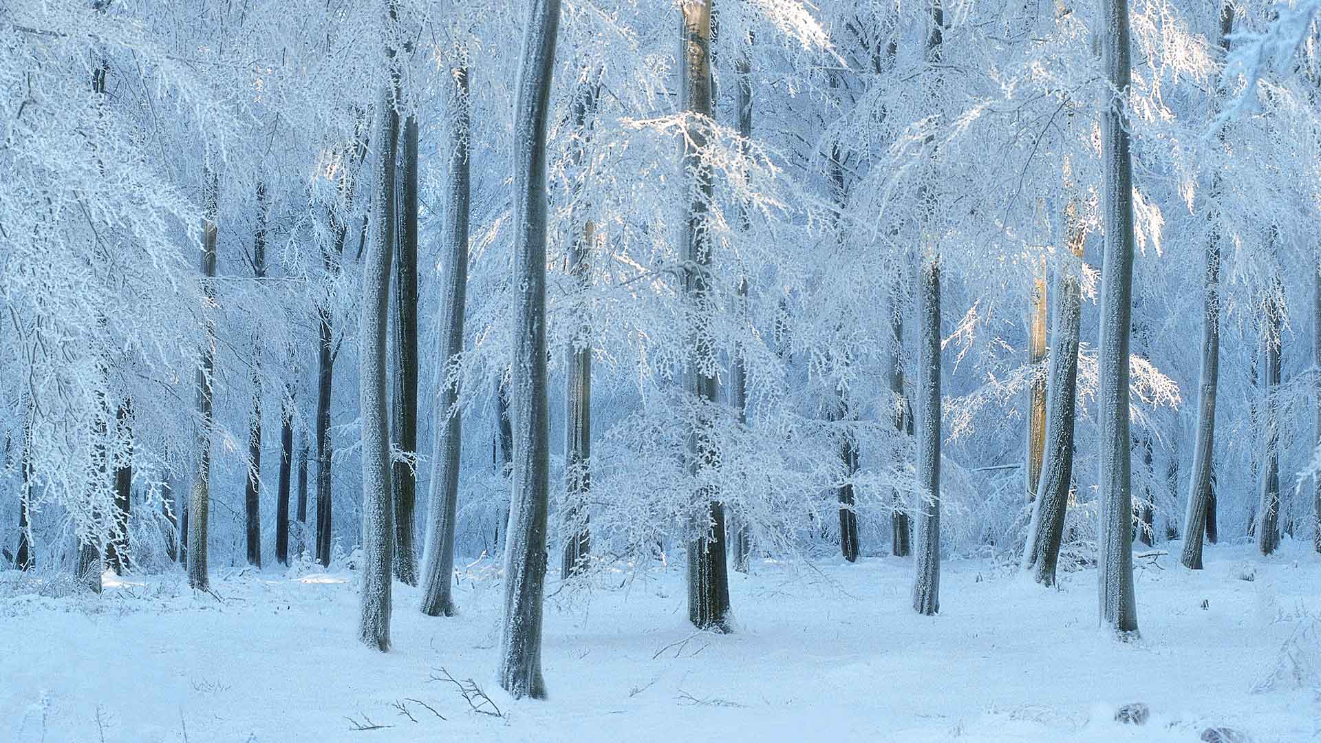比利时的欧洲山毛榉森林