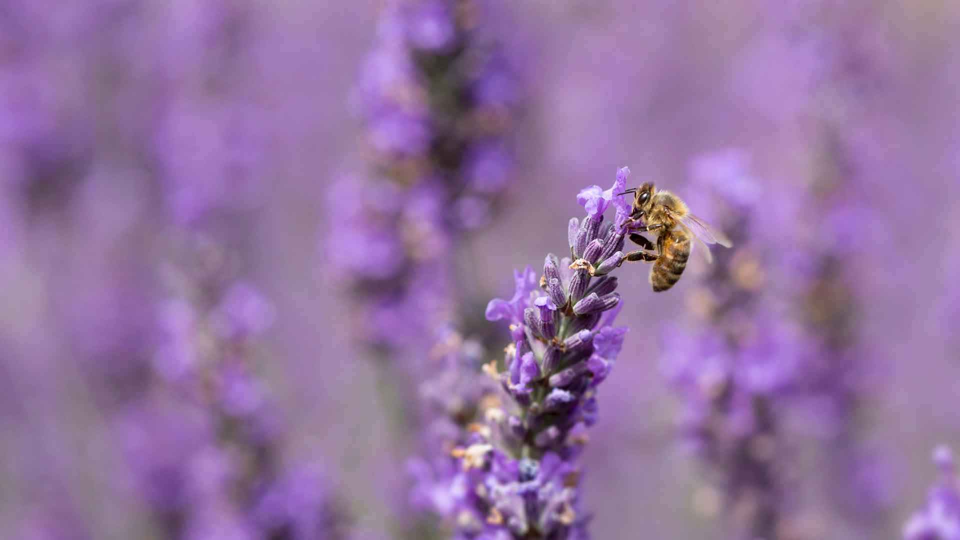 薰衣草上的蜜蜂
