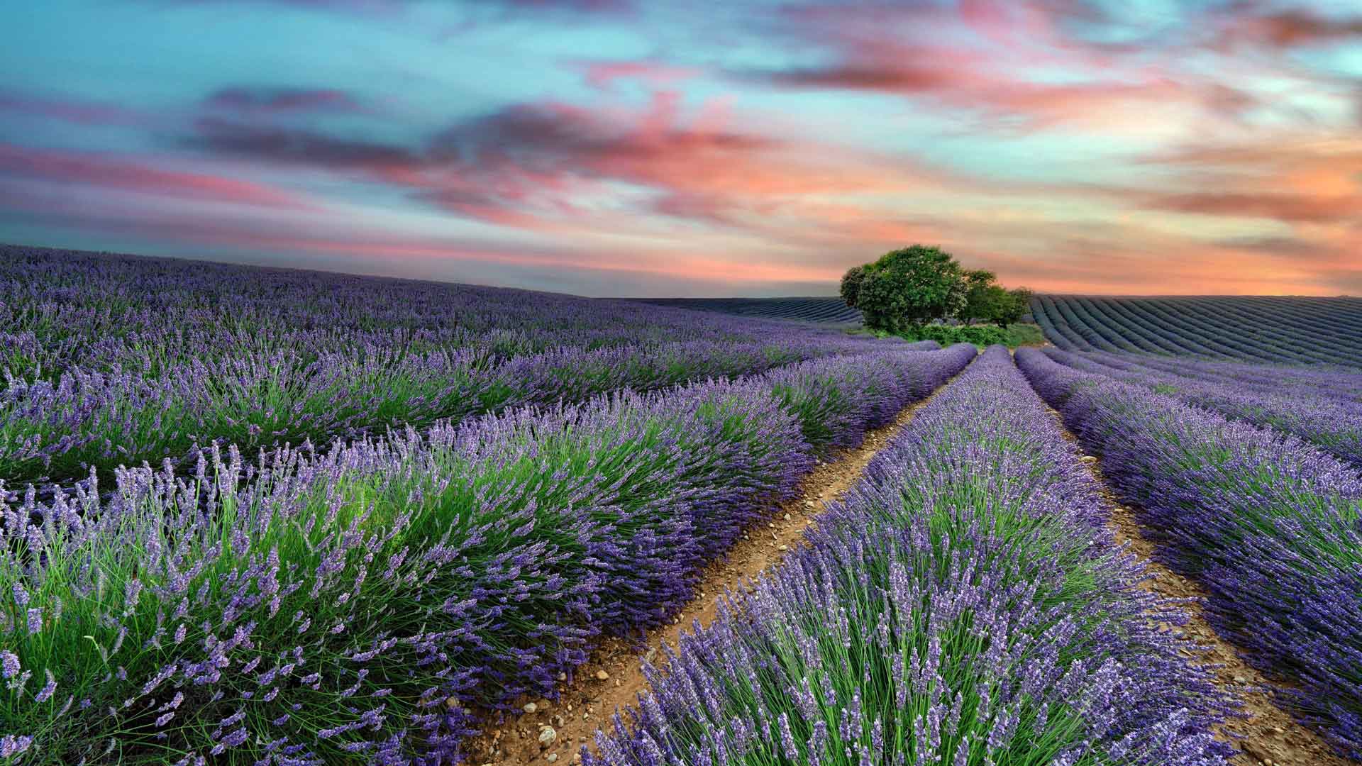 美丽薰衣草日落风景法国