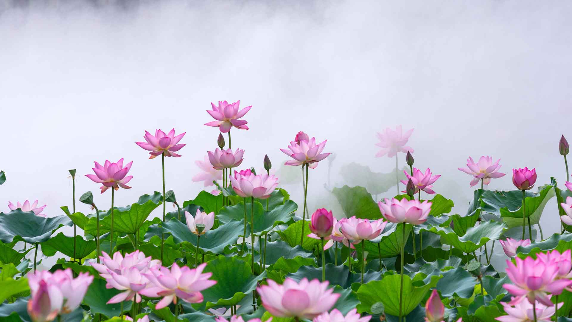 雾中莲花，中国佛山