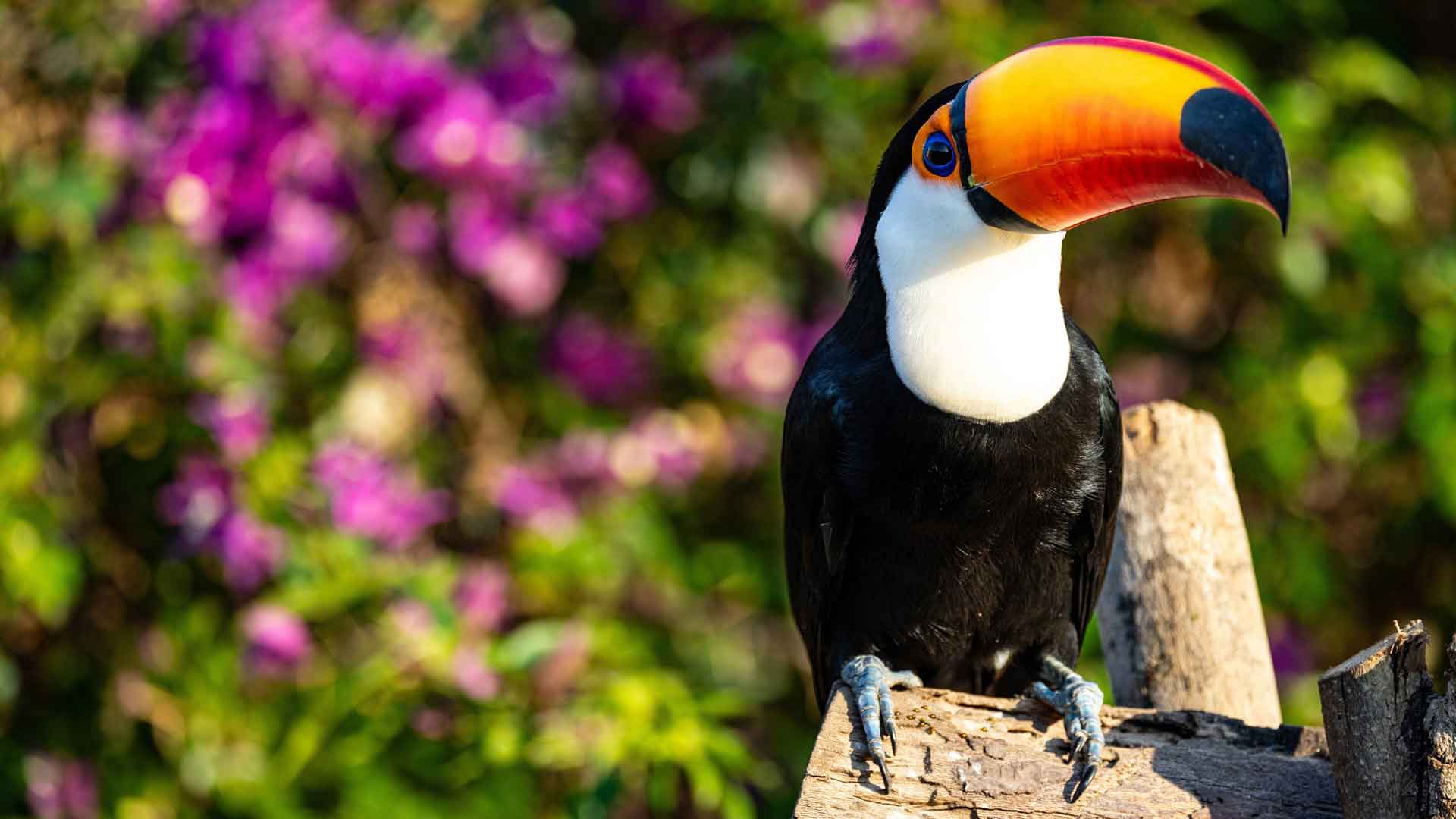 亚马逊巨嘴鸟，热带雨林，野生动物，5K