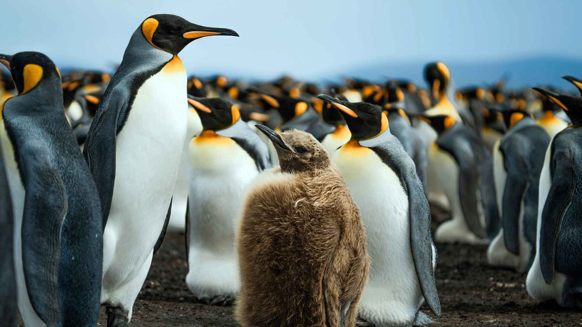 可爱的国王企鹅福克兰群岛南极洲