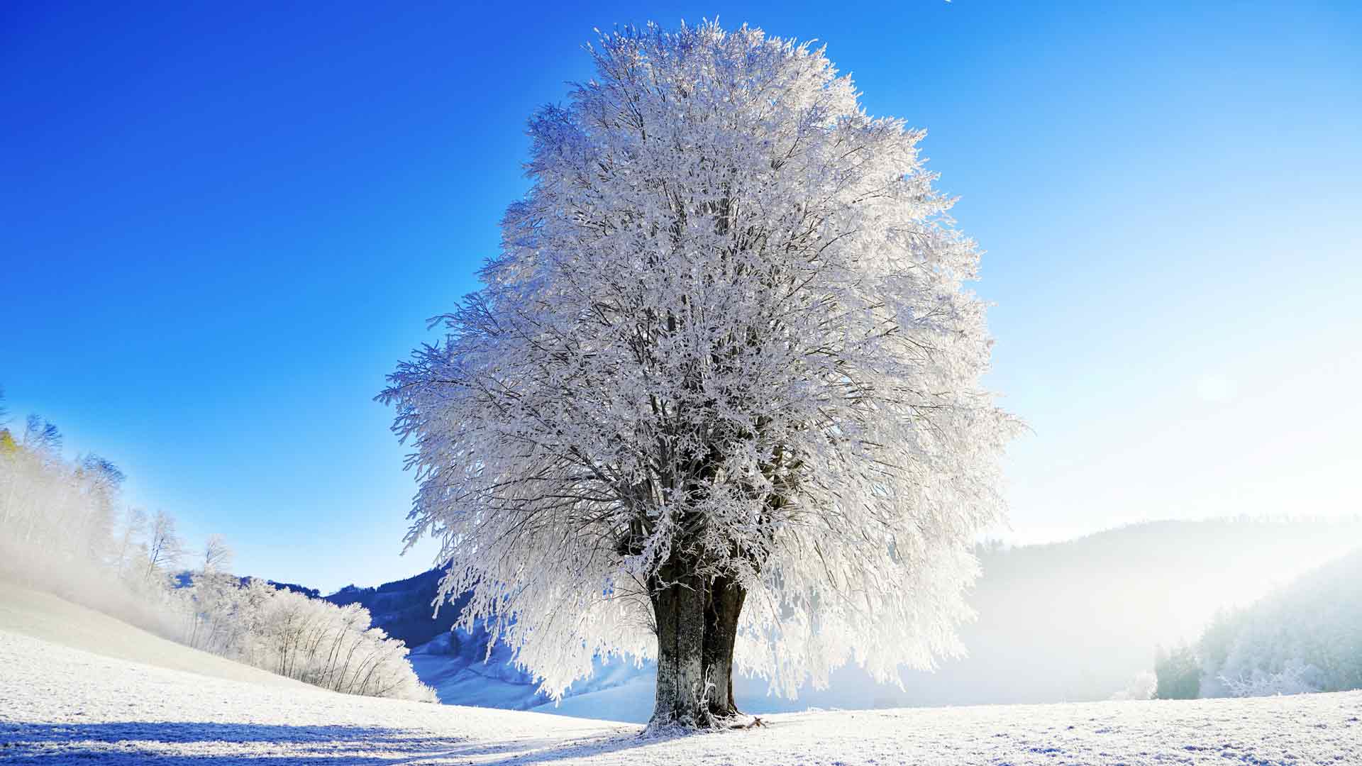 雾凇雪山孤独的树晴天兰博基尼