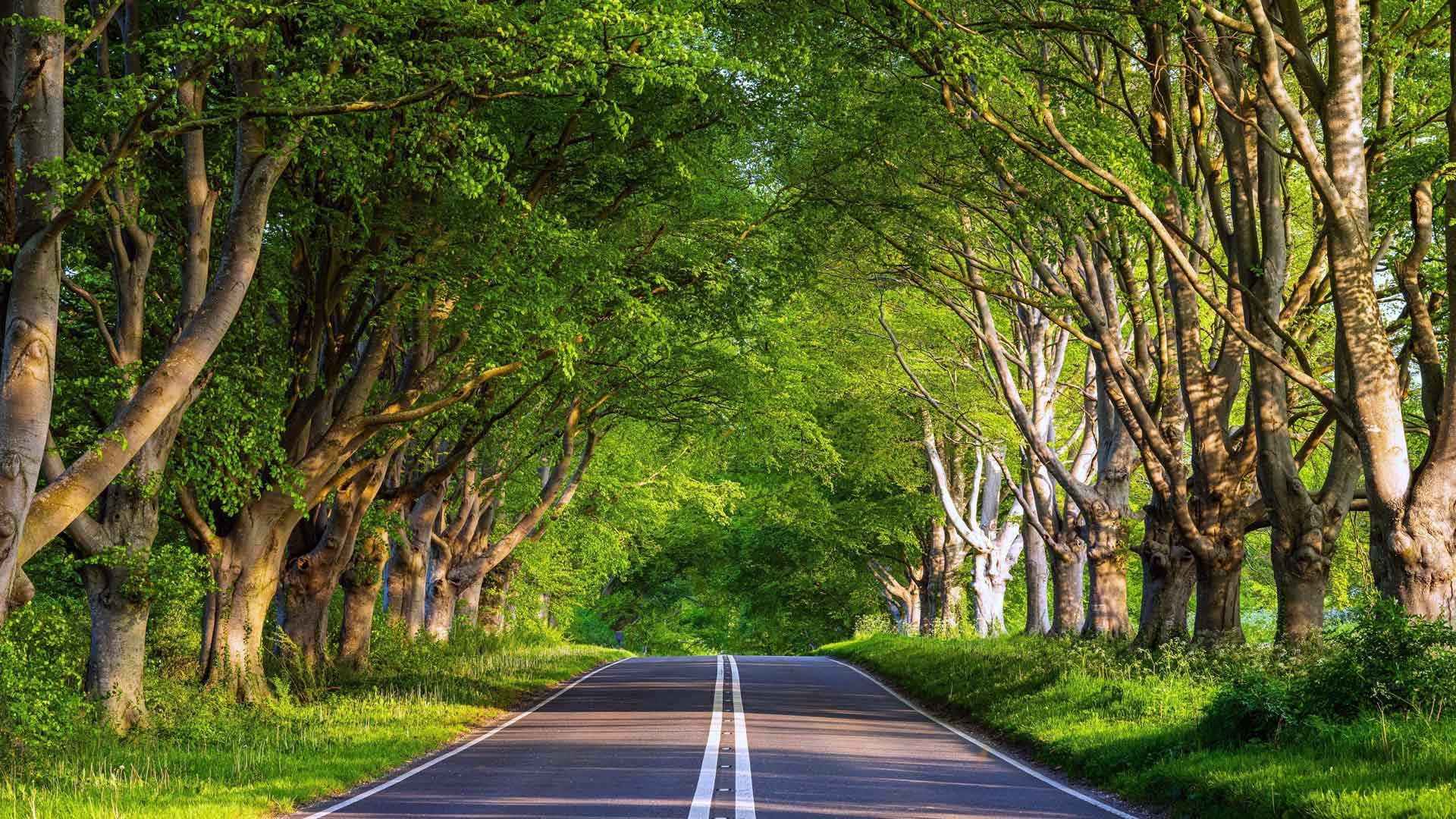 夏季旅行道路绿树清新阳光