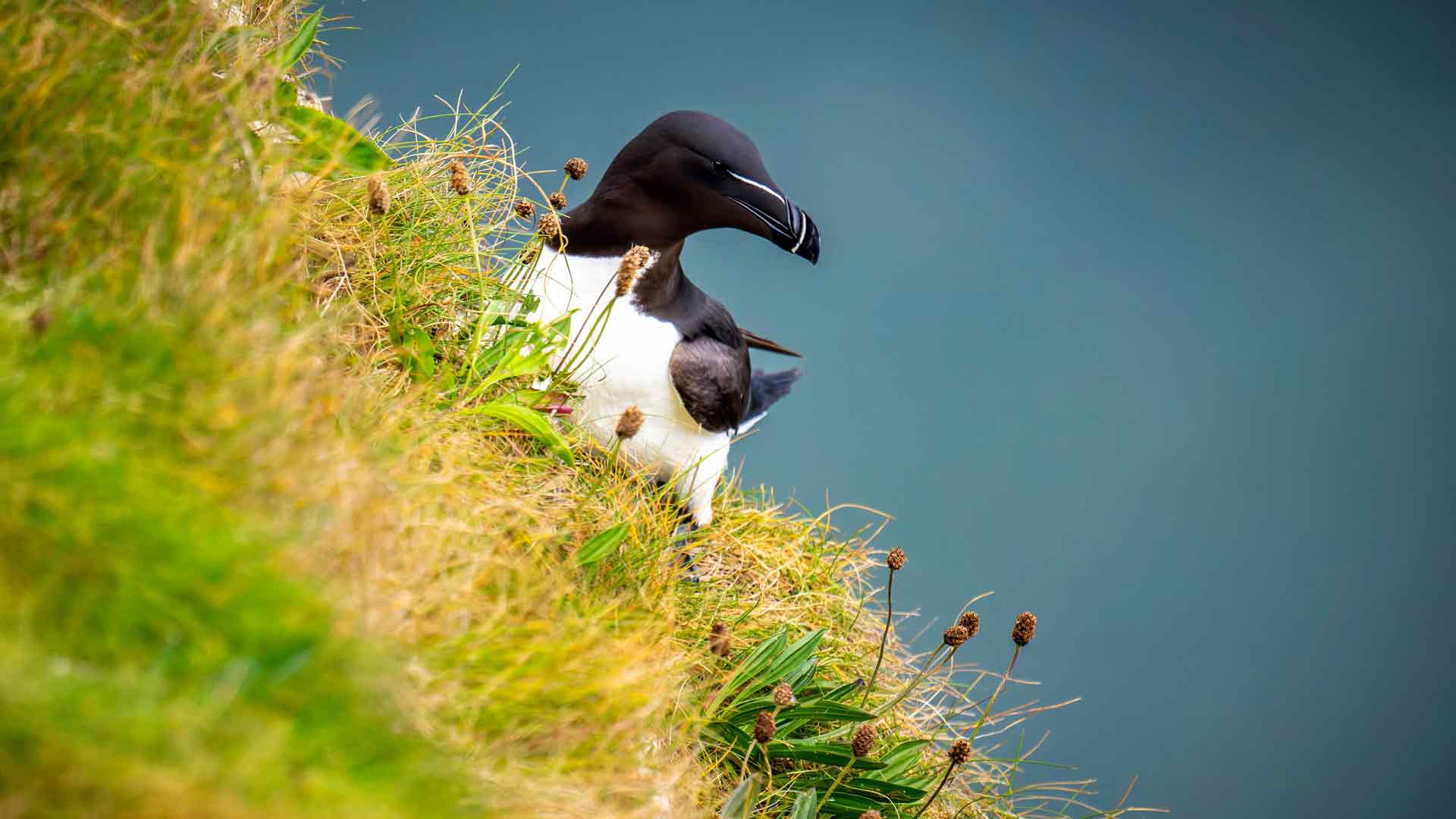 一只栖息在草崖上的刀嘴海雀 5K