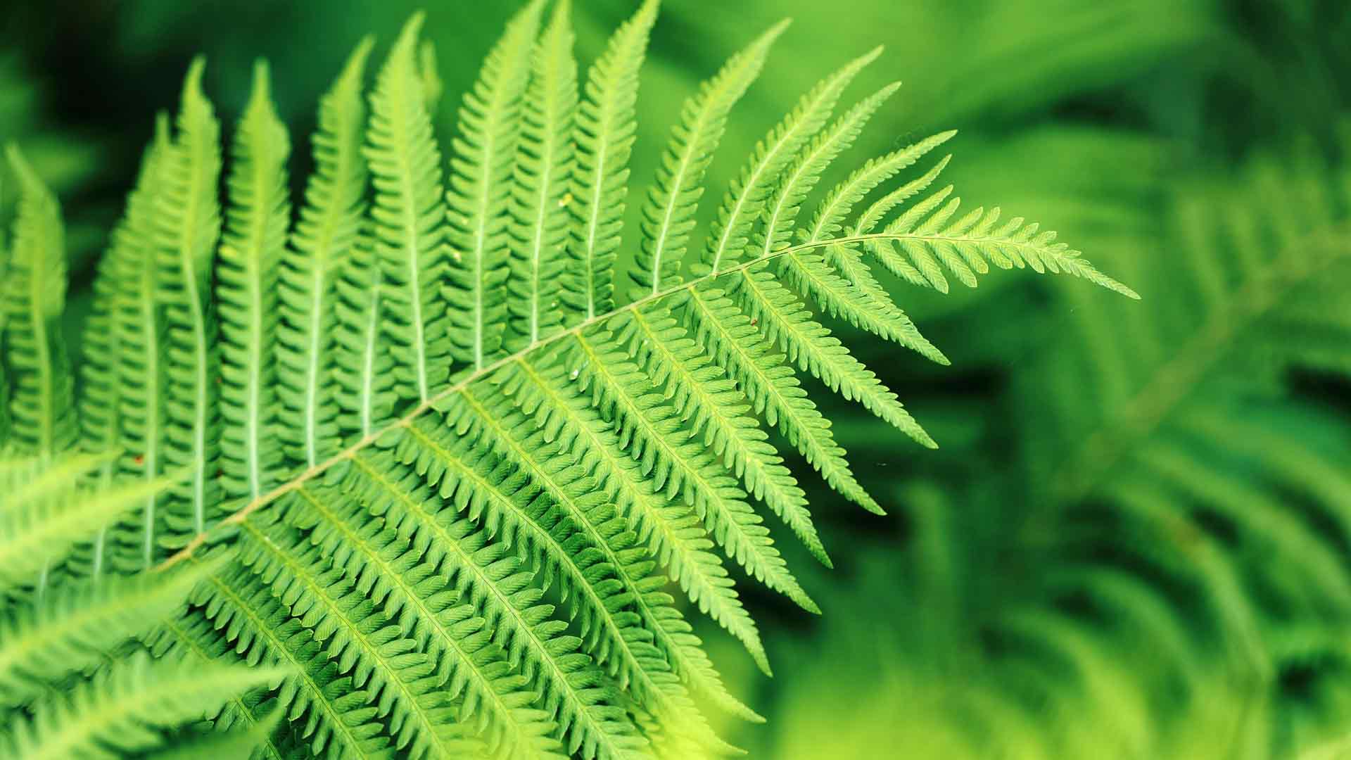 蕨类植物绿色新鲜植物园