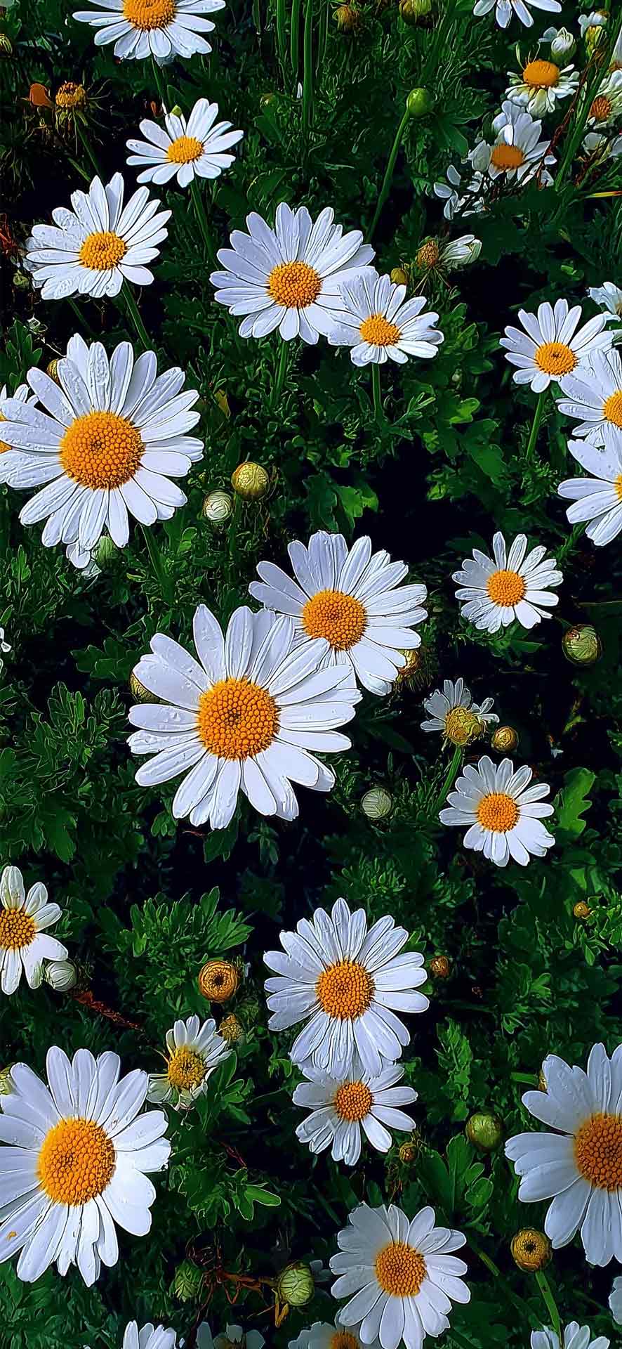 iPhone 版雏菊壁纸