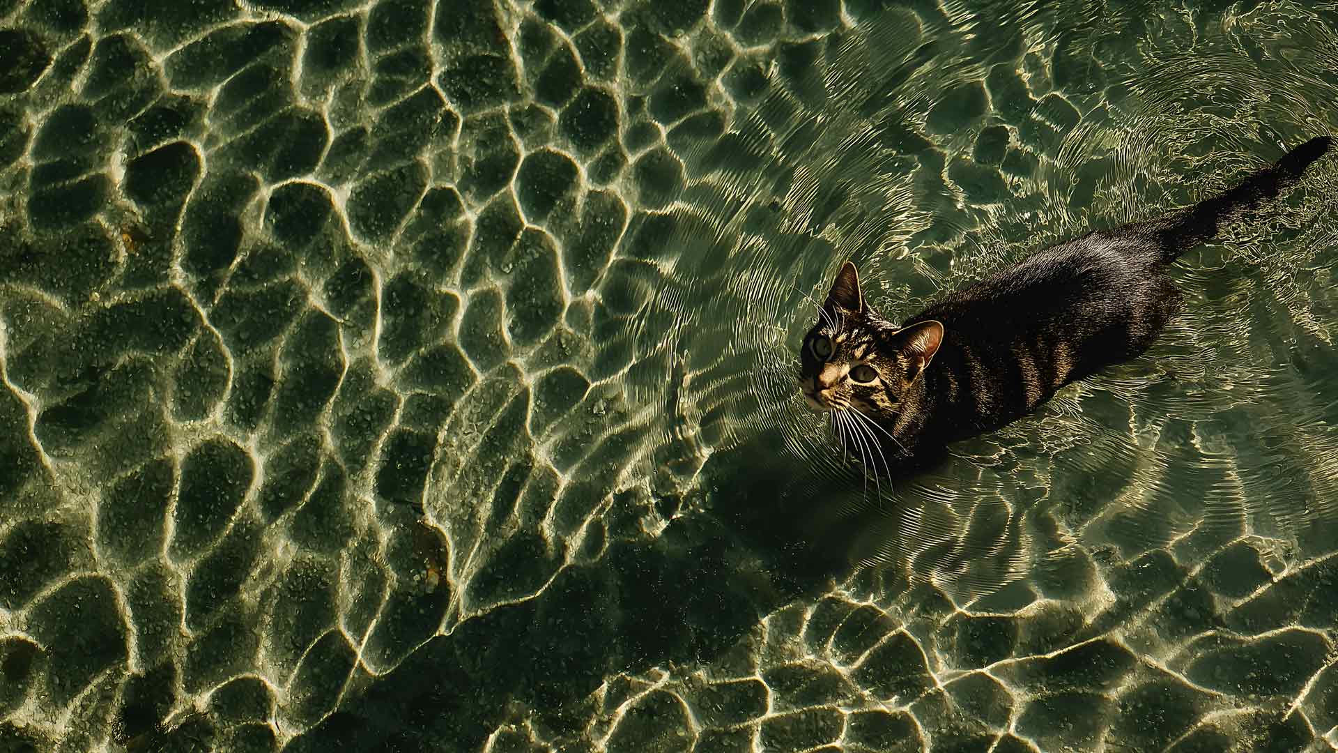 逼真的猫在水中游泳夏季桌面壁纸
