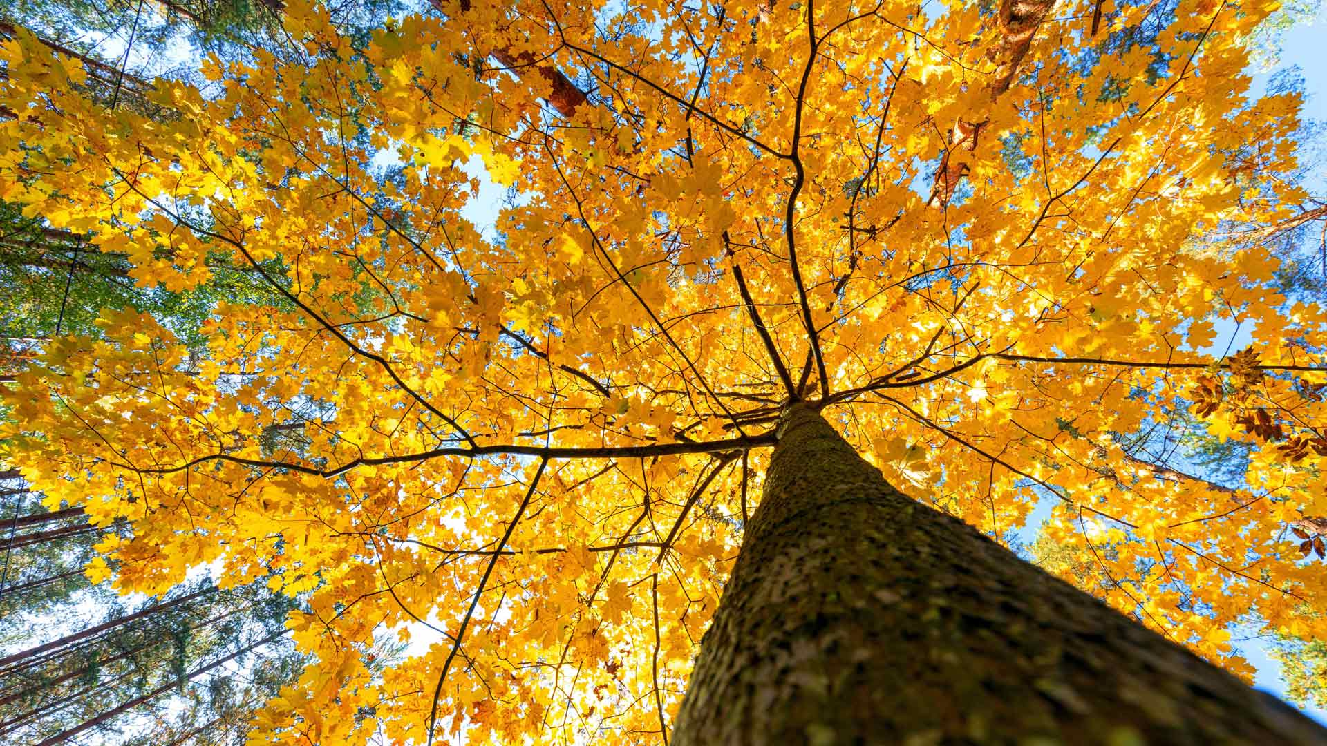 金色秋叶枫树阳光树干