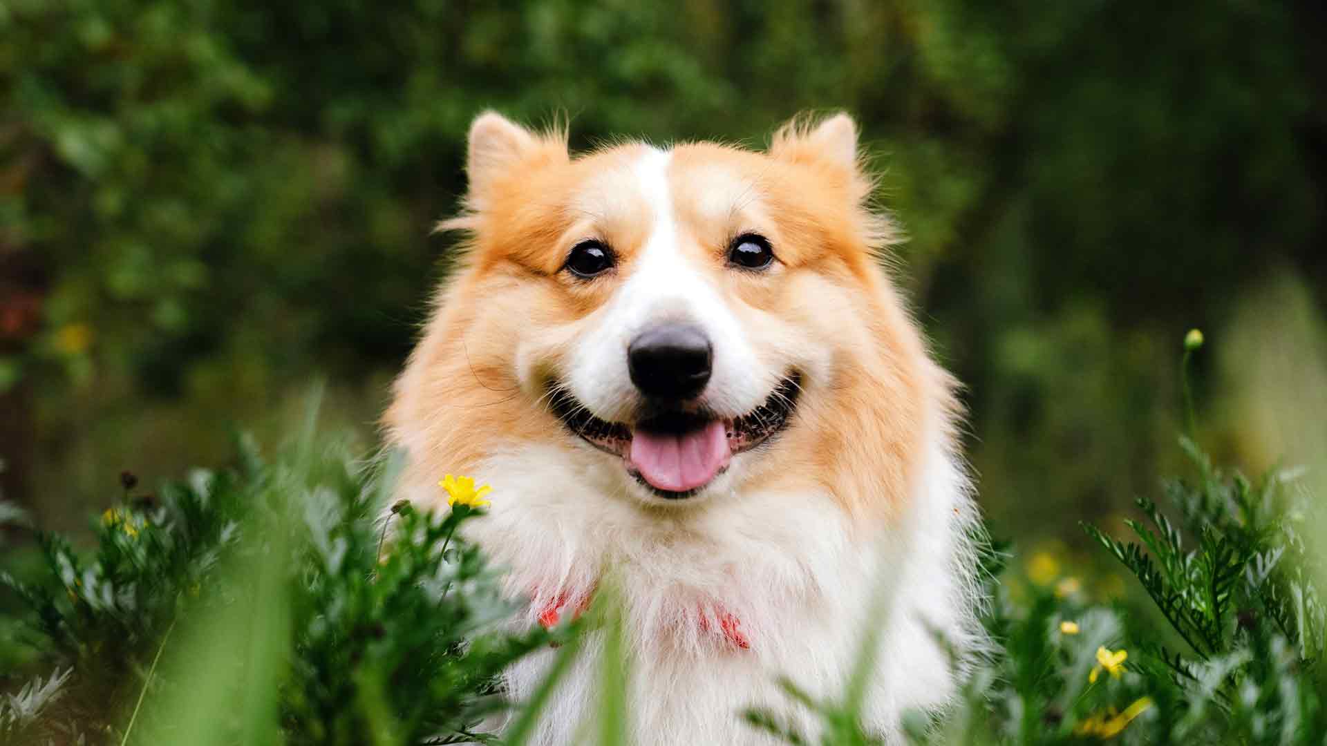 幸福小狗人类朋友宠物动物5K