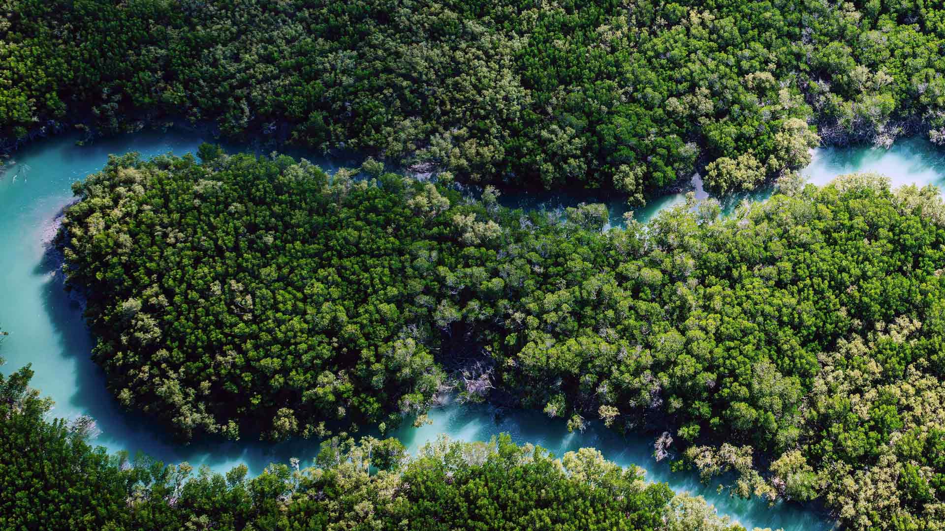 郁郁葱葱的热带雨林河流蜿蜒清新