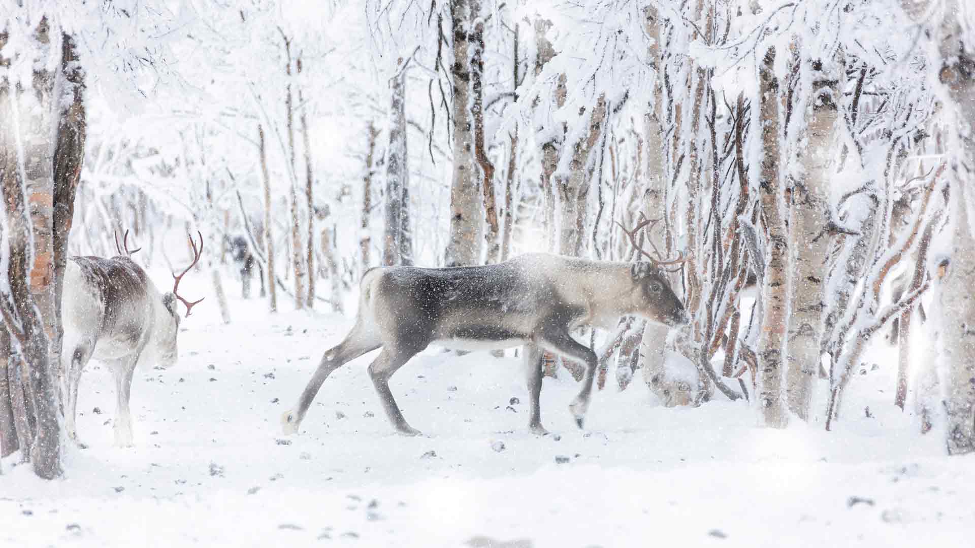 冬雪中的驯鹿，拉普兰德，芬兰