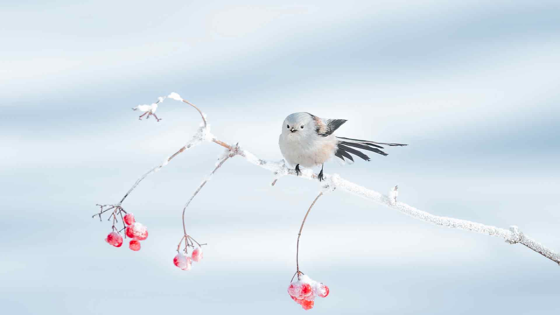 栖息在树枝上的北长尾山雀，大庆市，中国黑龙江省