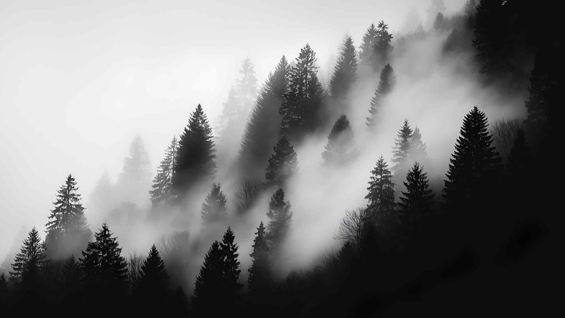 自然神秘雾林松树桌面壁纸