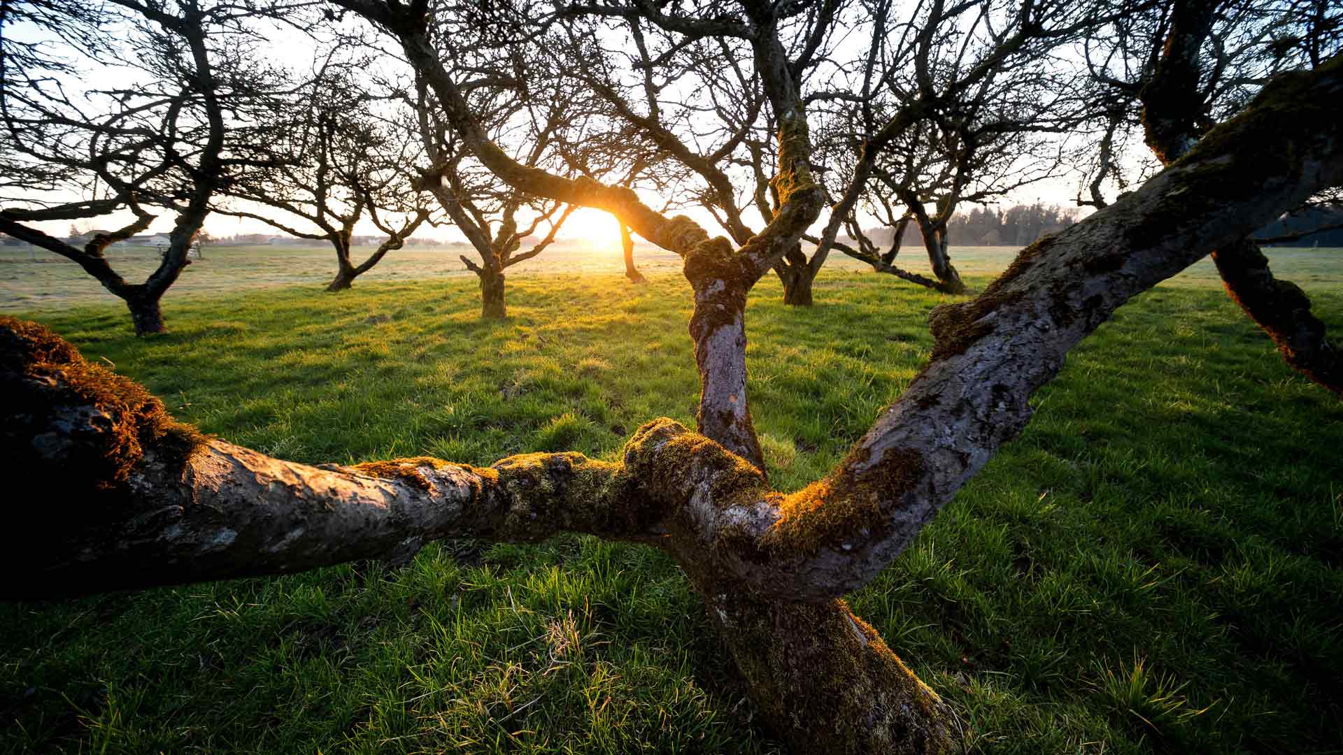 树木日出阳光绿草森林瑞士