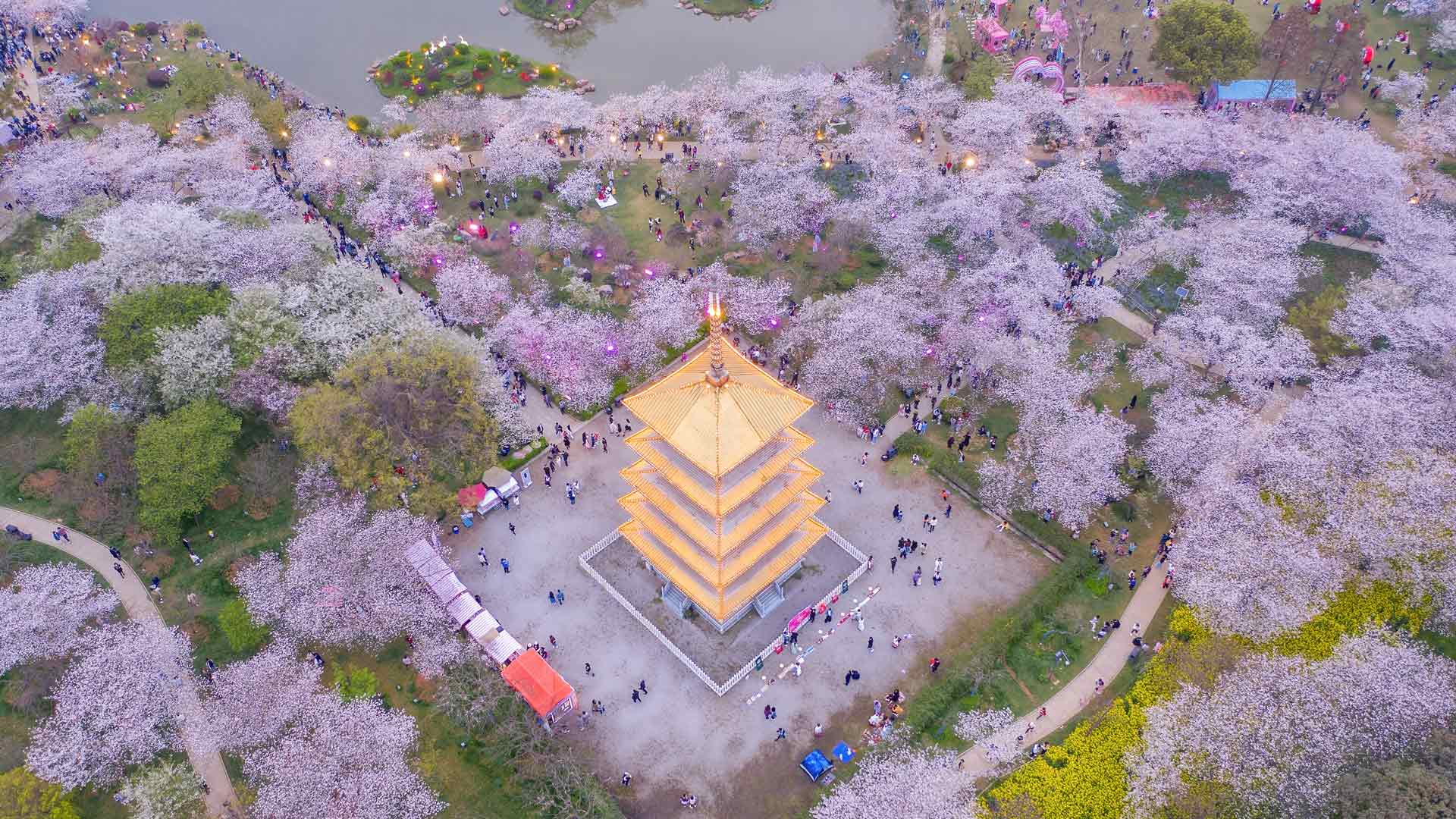 东湖樱花园的樱花，武汉，中国