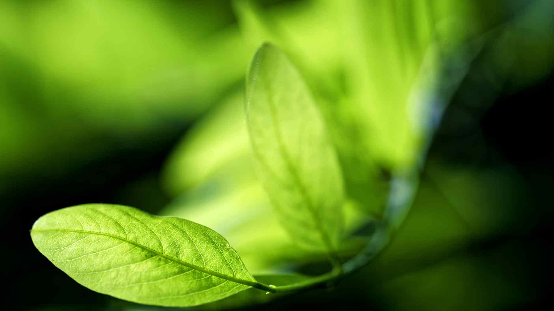 2026年春季黑刺槐绿叶微距照片