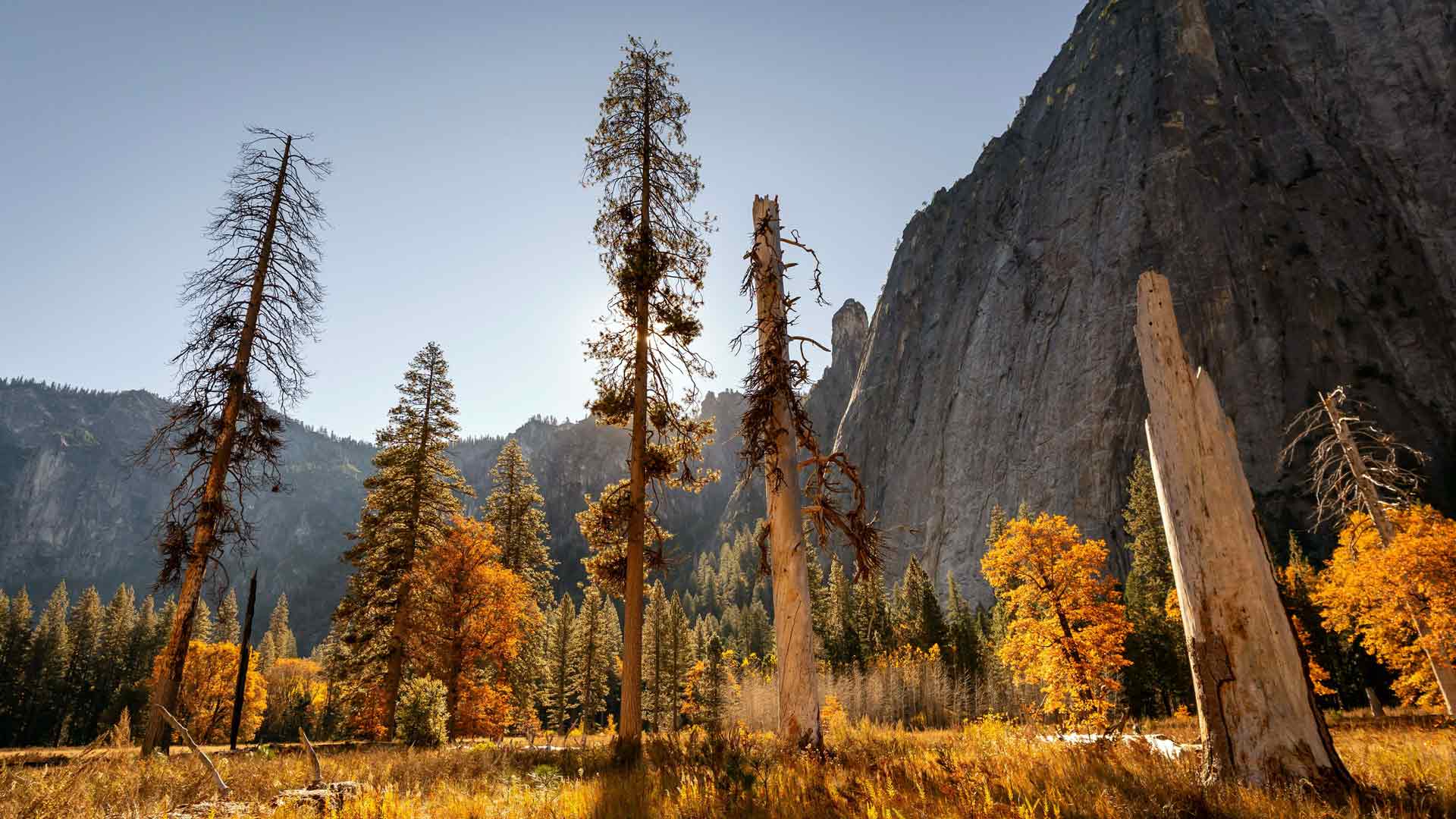 秋日阳光金色树木山优胜美地美国