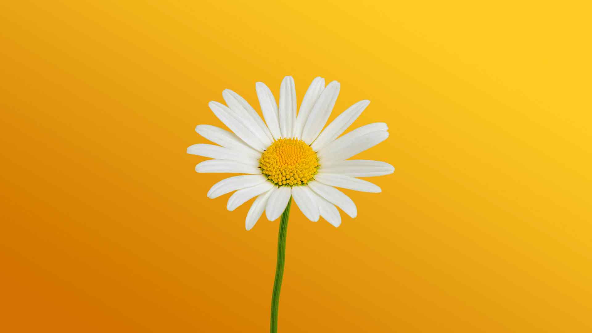 瑞士伯尔尼雏菊 2026 春季花卉植物 5K