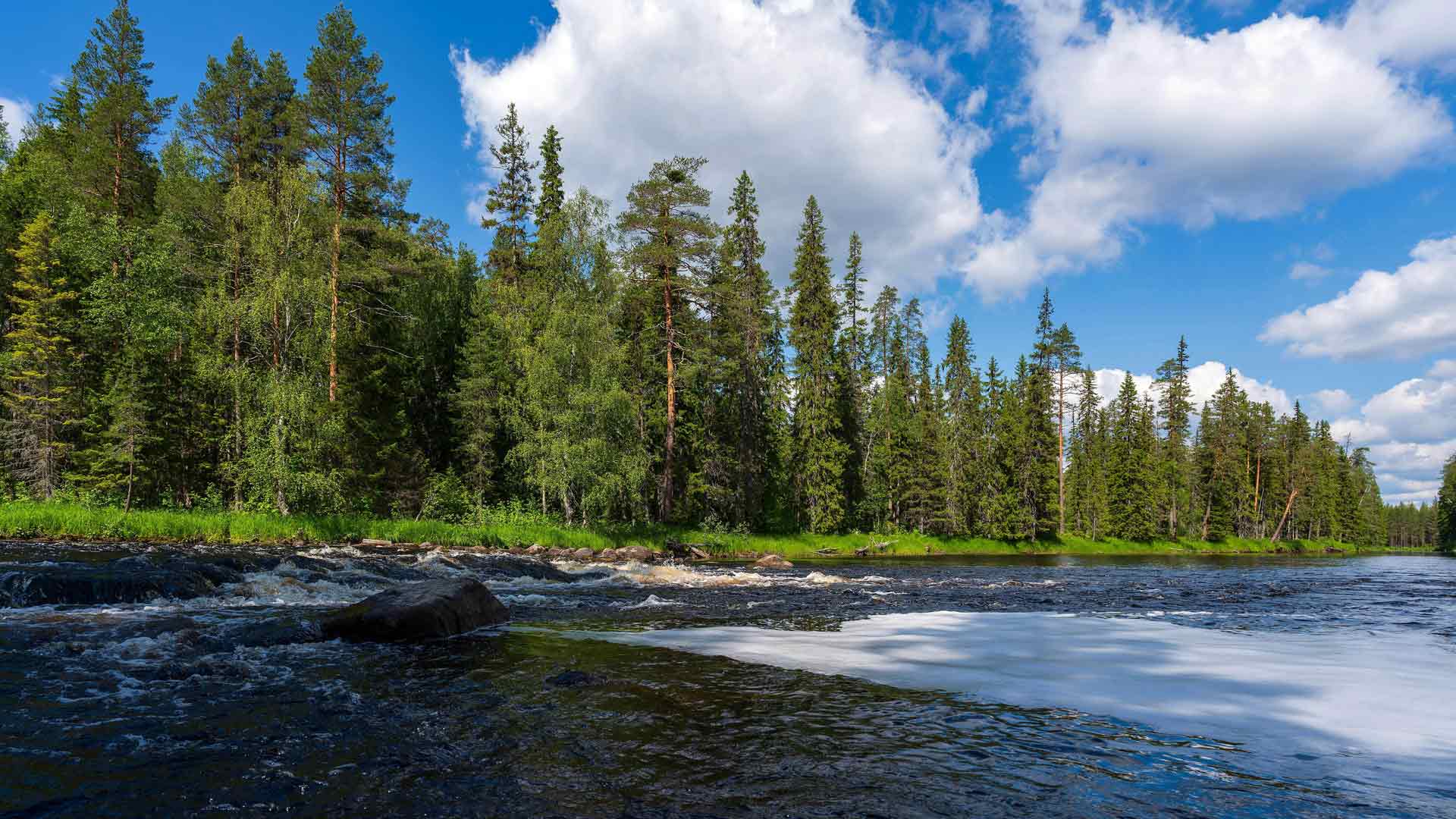 丛林河流流淌树木多云蓝天夏季