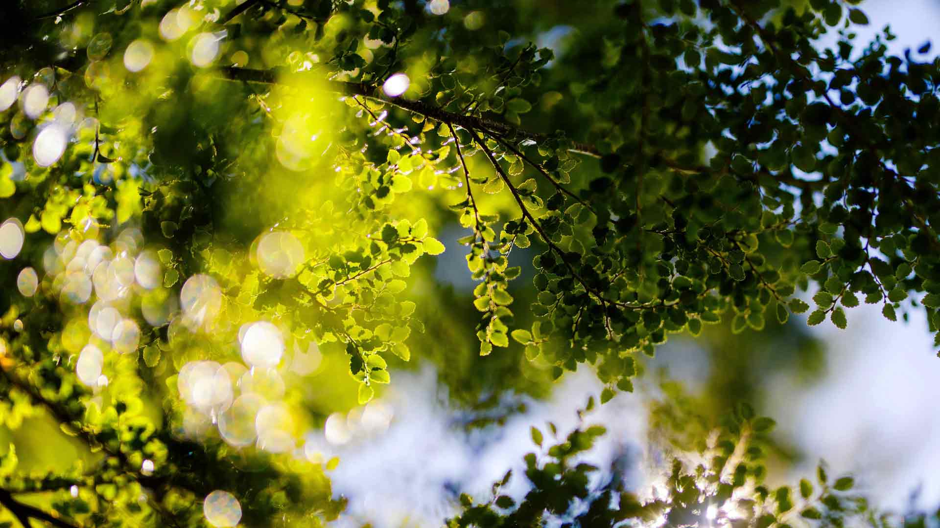春光明媚，绿叶葱茏，近景特写
