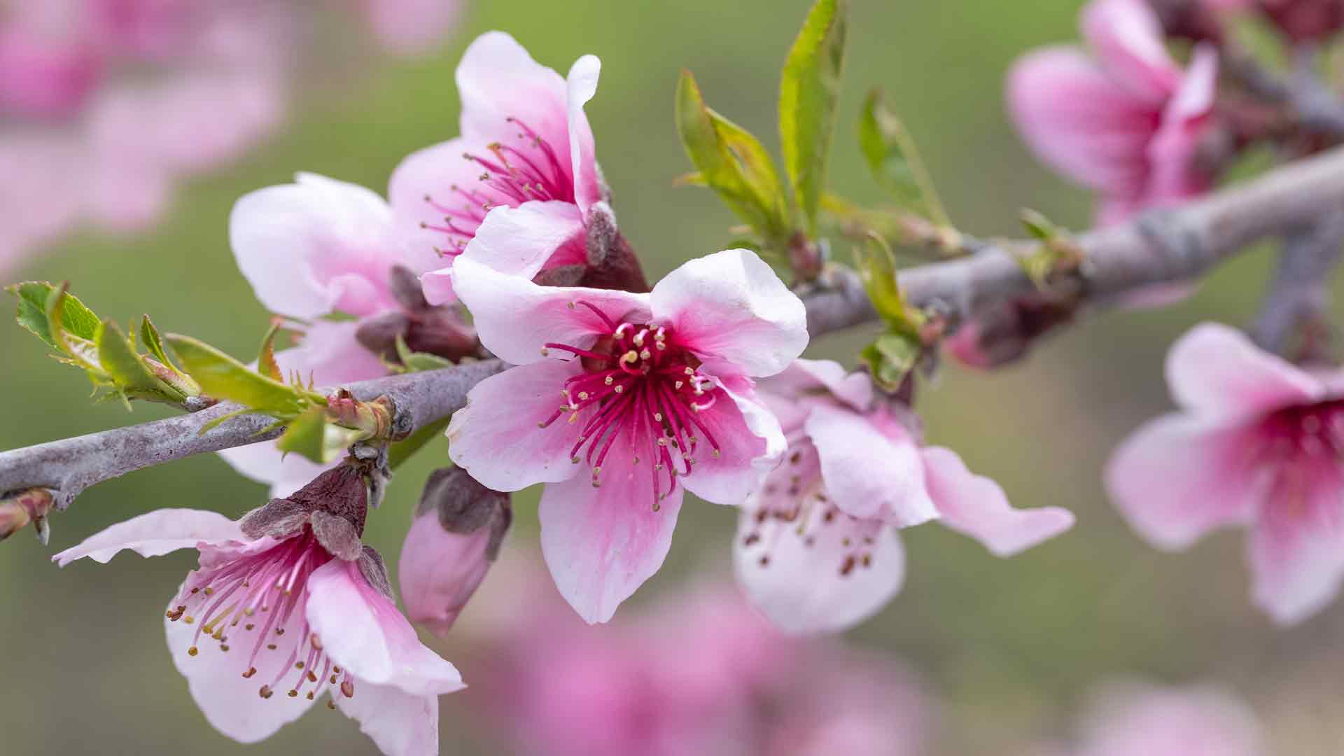 粉红色的苹果花, 阿维拉海滩, 加利福尼亚州, 美国