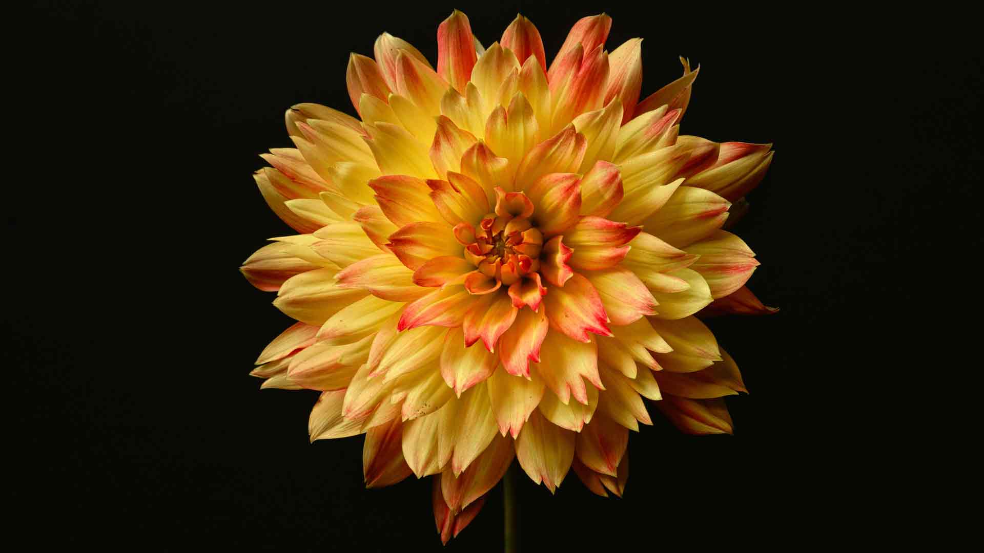 橙色菊花花瓣，深色背景