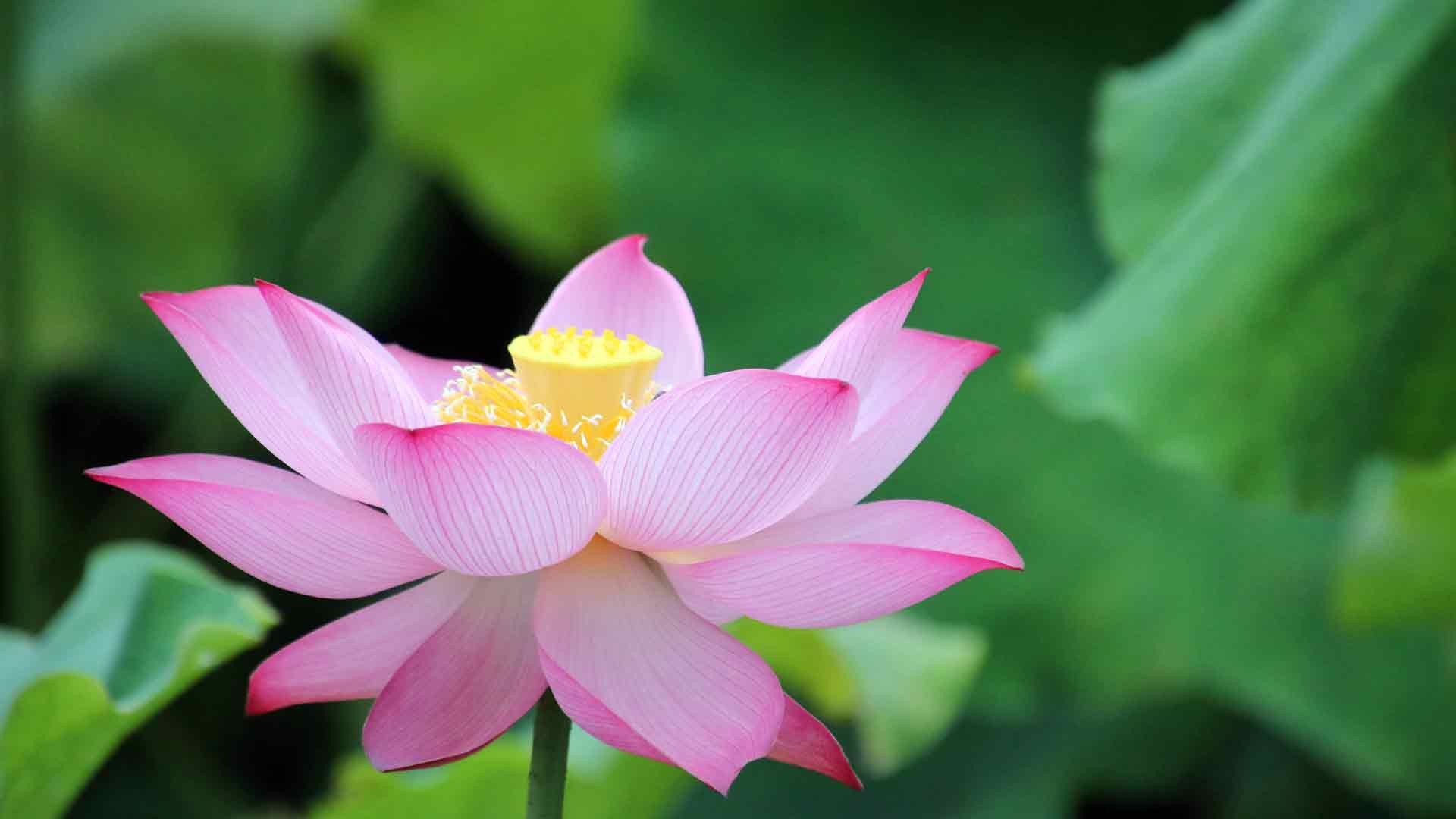 夏季粉色莲花盛开植物照片 5K