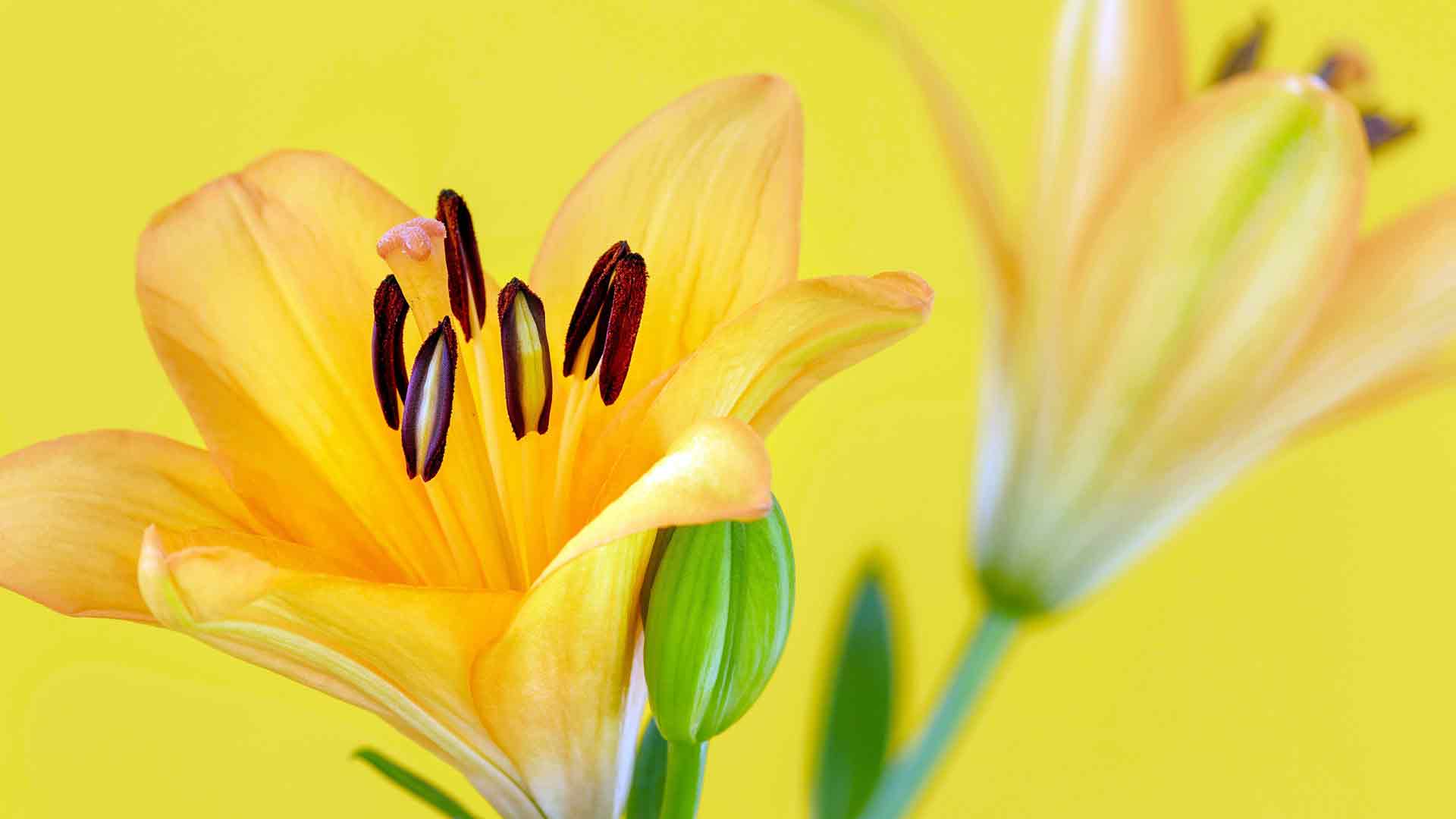 两株鲜艳的橙色百合花，自然花卉植物